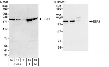 Rabbit EEA1 Antibody