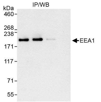Rabbit EEA1 Antibody