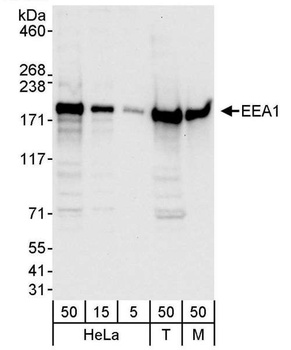 Rabbit EEA1 Antibody