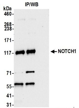 Rabbit anti-Notch1 Antibody