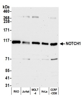 Rabbit Notch1 Antibody