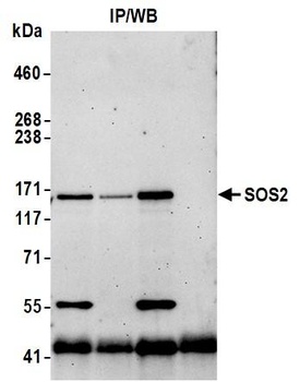 Rabbit anti-SOS2 Antibody