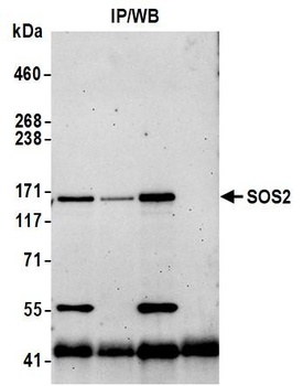 SOS2 Antibody