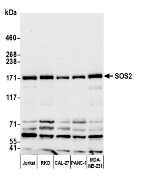 Rabbit anti-SOS2 Antibody