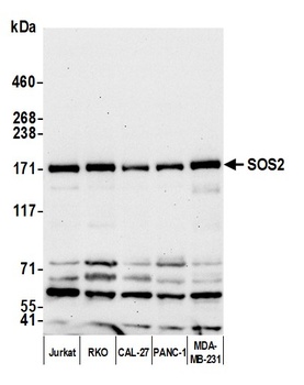 SOS2 Antibody