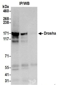 Drosha Antibody