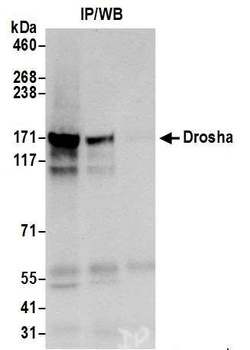 Rabbit anti-Drosha Antibody