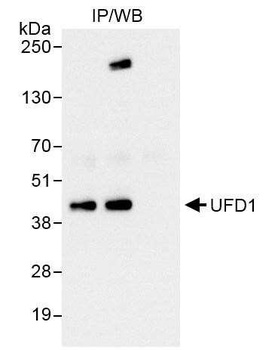 Rabbit anti-UFD1 Antibody
