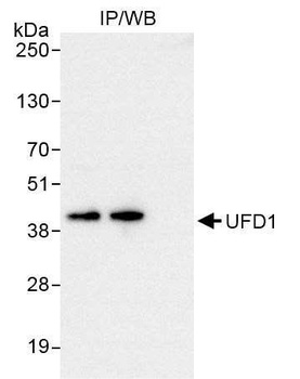 Rabbit anti-UFD1 Antibody