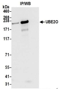 Rabbit anti-UBE2O Antibody