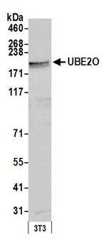 Rabbit anti-UBE2O Antibody