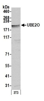 UBE2O Antibody