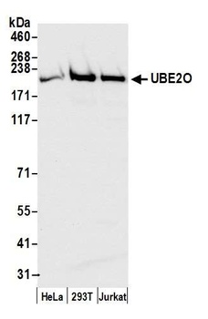 Rabbit anti-UBE2O Antibody