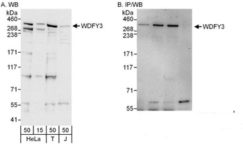 Rabbit anti-WDFY3 Antibody