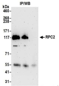 Rabbit anti-RPC2 Antibody
