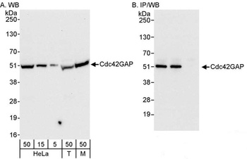 Rabbit anti-Cdc42GAP Antibody