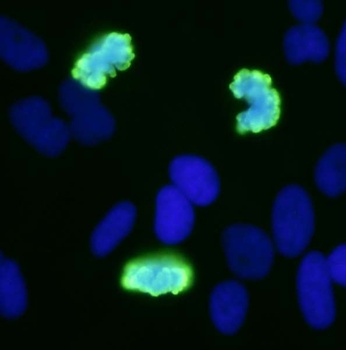 Rabbit anti-Phospho Histone H3 (S10) Antibody