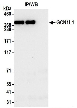 GCN1L1 Antibody