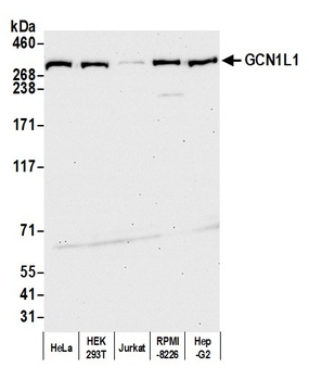 GCN1L1 Antibody