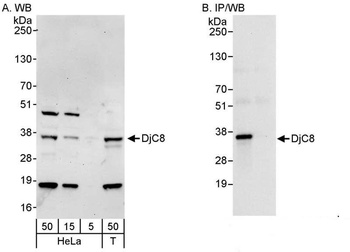 Rabbit DjC8 Antibody