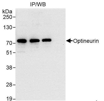 Rabbit Optineurin Antibody