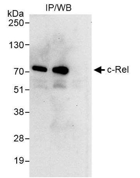 Rabbit c-Rel Antibody