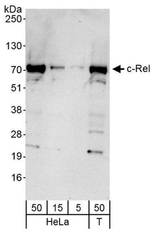 Rabbit c-Rel Antibody
