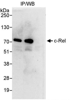 Rabbit c-Rel Antibody