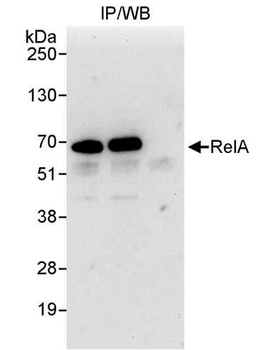 Rabbit RelA Antibody