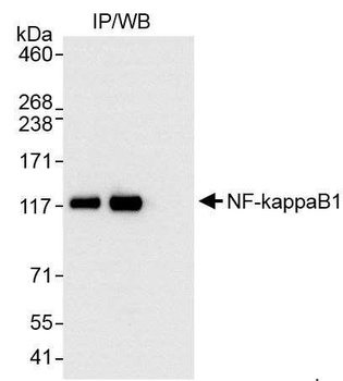 Rabbit anti-NF-kappaB1 Antibody