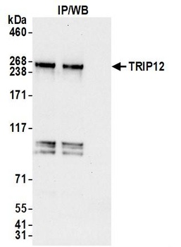 TRIP12 Antibody