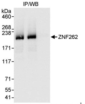 Rabbit ZNF262 Antibody