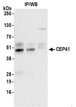 CEP41 Antibody