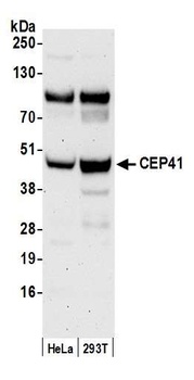 Rabbit anti-CEP41 Antibody