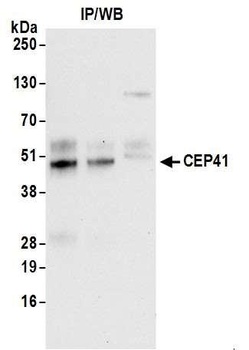 Rabbit anti-CEP41 Antibody