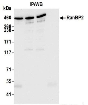 RanBP2 Antibody