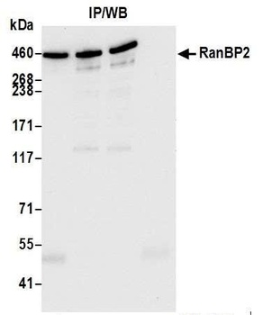 Rabbit anti-RanBP2 Antibody