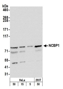 Rabbit anti-NCBP1/CBP80 Antibody