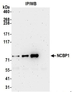 NCBP1/CBP80 Antibody