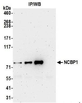Rabbit anti-NCBP1/CBP80 Antibody