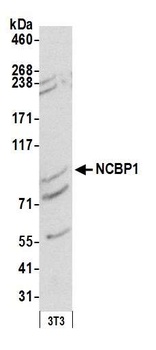 Rabbit anti-NCBP1/CBP80 Antibody