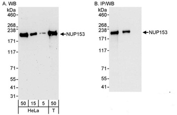 Rabbit anti-NUP153 Antibody