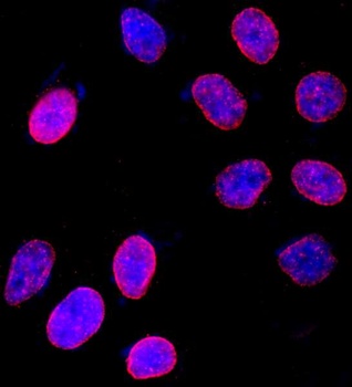 Rabbit anti-NUP153 Antibody