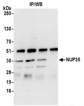 NUP35 Antibody