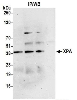 Rabbit anti-XPA Antibody