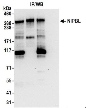 NIPBL Antibody