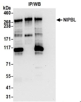 Rabbit anti-NIPBL Antibody