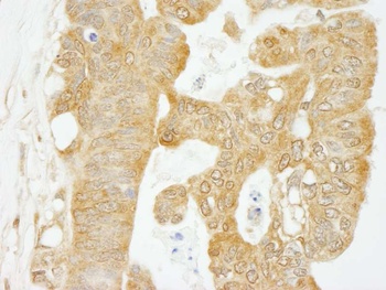 Rabbit anti-eIF4G1/eIF4GI Antibody