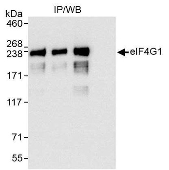 Rabbit anti-eIF4G1/eIF4GI Antibody