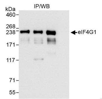 Rabbit anti-eIF4G1/eIF4GI Antibody